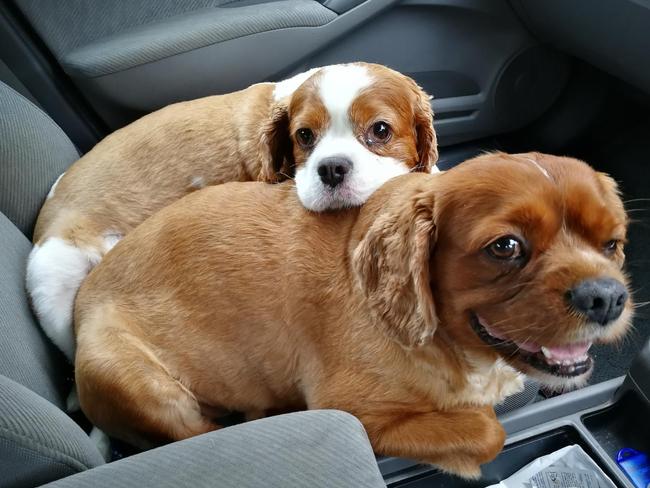 Ludo, (pictured front) and Gus were litter mates. Ludo passed away as a result of MVD six months ago. Picture: Ashton Mills