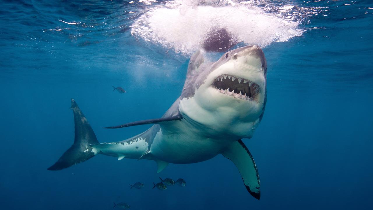 Great white sharks may be scary but statistics show shark attacks are actually very rare.