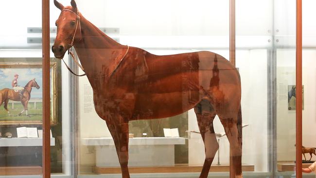 Racehorse Phar Lap in his enclosed case at the Melbourne Museum. Picture: Ian Currie