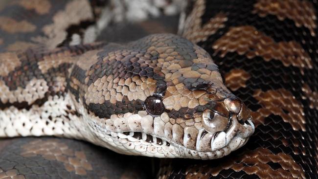 Carpet baggers: Two beheaded carpet pythons. harmless and endangered snakes, were found in the Gunbower Forest. Picture: NCCMA.