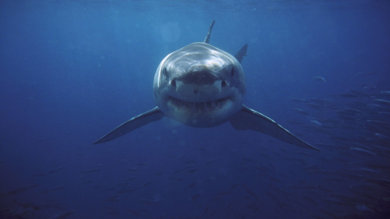 How to Survive the Shark Attack That Is Never Going to Happen To You, Smart News