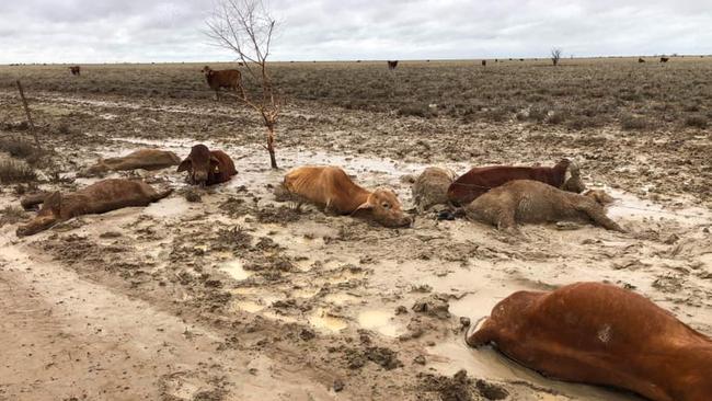 Distressing images of dead cattle at Eddington Station 20km West of Julia Creek, Qld in North West Qld following the floods. Picture: Rae Stretton