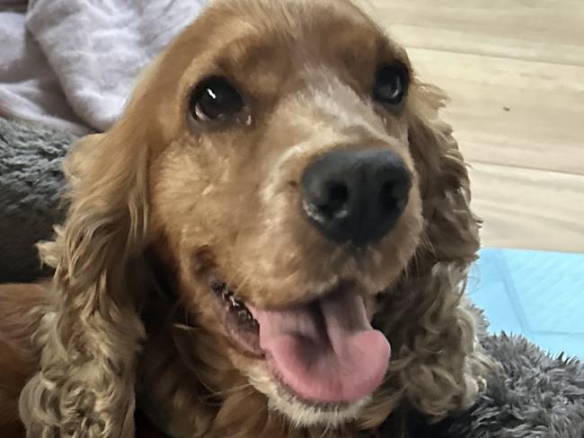 Frankie and her six cocker spaniel puppies. Photo: Chloe Blatchford.