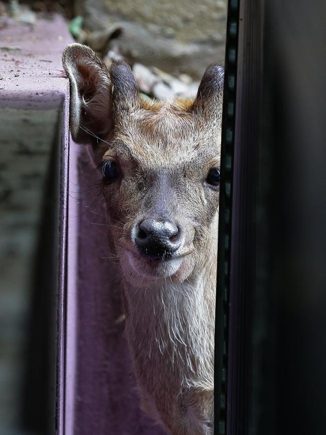 The deer was sadly euthanised after its capture. Picture: Gaye Gerard