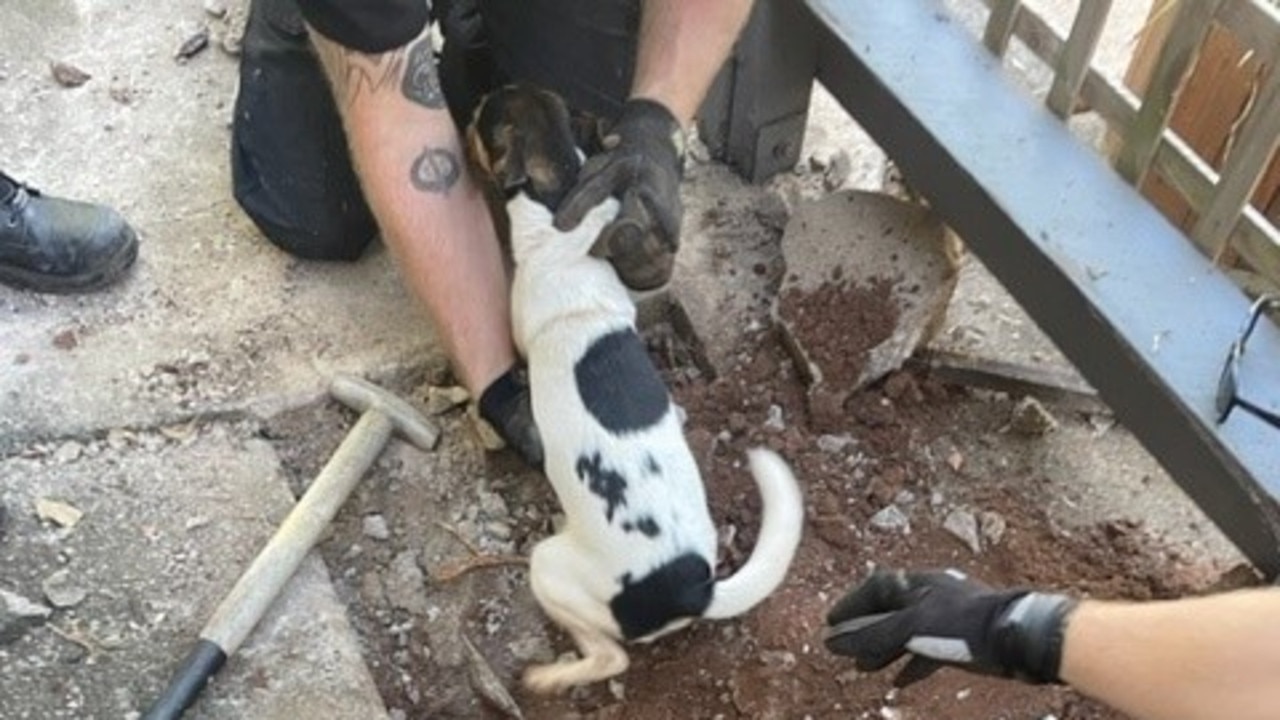 Firefighters had to rescue a dog trapped under concrete.