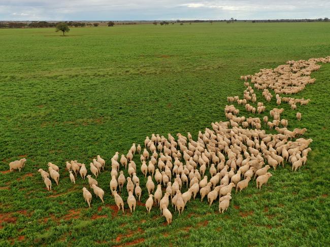 HOLD FOR THE Sunday Herald SUN PICTURE DESK----residents of Werrimul, west of Mildura in Victoria, are no longer in serious drought. Farmer Rad Kelly's sheep in the paddock. Picture: Alex Coppel.