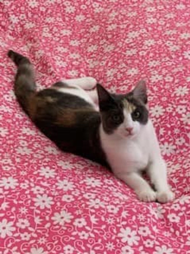 ACT Policing looking to identify man after Tangos Cat Boarding