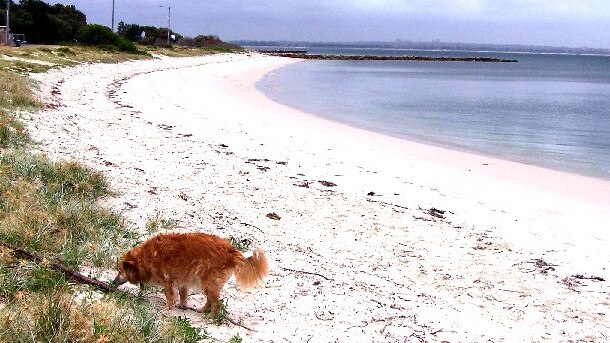 A dog enjoying Silver Beach.