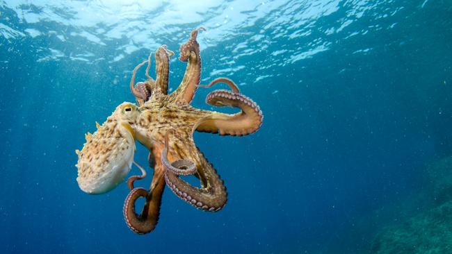 Spanish seafood company Nueva Pescanova has announced plans to open the world’s first octopus farm.