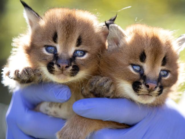 SUNDAY TELEGRAPH SPECIAL. MUST TALK WITH ST PIC ED JEFF DARMANIN BEFORE PUBLISHING. Caracal kittens bred for the 1st time in Australia .Wild Cat Conservation Centre's Ben Britton gives the 3 week old Caracal kittens a health check  .Picture : Gregg Porteous ( **NOTE - ONE USE ONLY ,NO ARCHIVE AND NO ONPASS UNLESS PERMISSION GIVEN** ) MUST CREDIT GREGG PORTEOUS