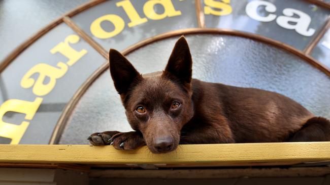 Bossy the red kelpie has been working on Neighbours for four years. Picture- Nicole Cleary