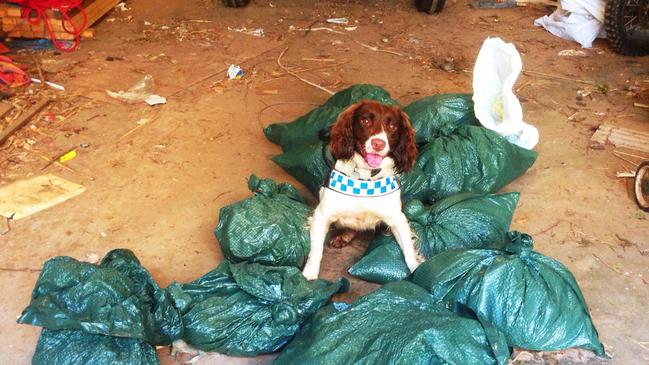 DDD Hayley looks proud after finding a few bags of contraband.