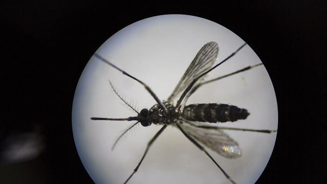 Dengue mosquito has been detected in Tennant Creek (Photo by Kevin Frayer/Getty Images)