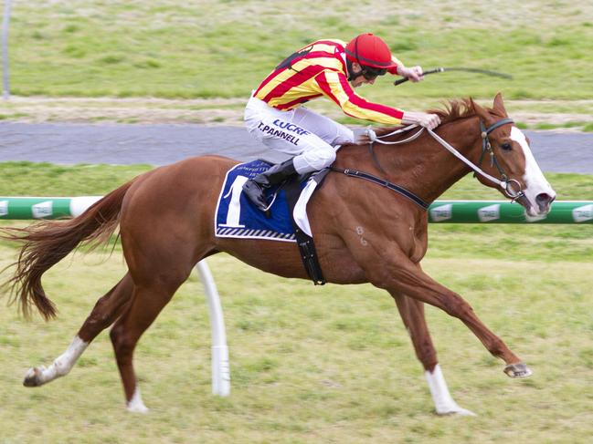 Roccabascerana (Todd Pannell) wins impressive at Morphettville and is being set on a path o the Caulfield Guineas. Picture: Atkins Photography