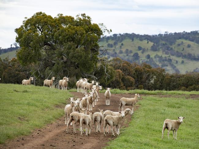 Shearing contractor Ben Anderson.ShearingPICTURED: Generic farm. Livestock. Rural landscape. Sheep. Shearing. Wool.PICTURE: ZOE PHILLIPS