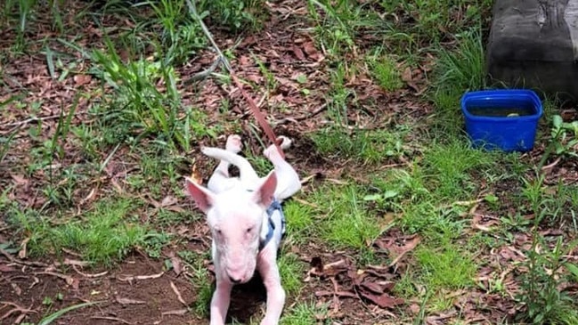 The poor conditions she was kept in, the English bull terrier, has no hair left on her entire chest and under her neck. Picture: Facebook