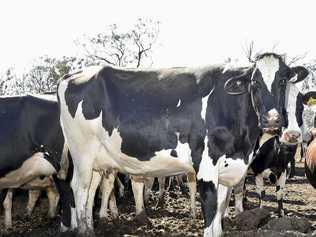 KAP will take action in the fight for Queensland's dairy farmers. Picture: Bev Lacey