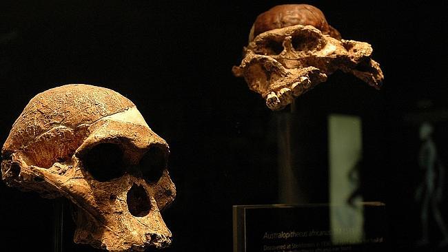 Old boy... Fossils belonging to Little Foot on display in South Africa. Picture: Mujahid 