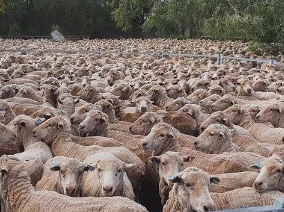 Angry sheep farmers turn on minister