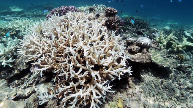 Great Barrier Reef tourism operators warn of ‘exaggerated’ reports over ...