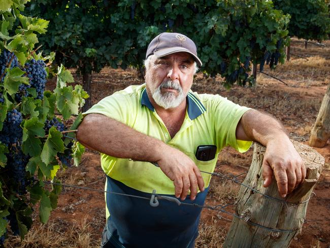 Grape Grower Jim Giahgias with some of his grapes in Loveday, Barmera, South Australia. Picture Matt Turner.