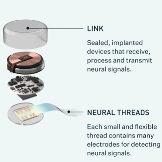 This is the N1 Link that has been implanted into the monkey's brain. Picture: Supplied