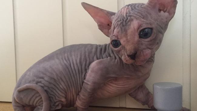 Ilona Karmynchinka sold Sphynx cats on Gumtree. She shared the cat pictured on Facebook in 2017. Photo: Facebook