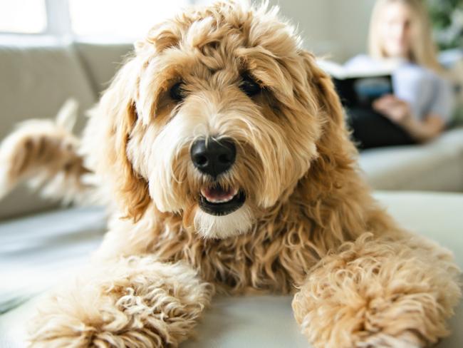 A woman with his Golden Labradoodle dog at home  - Picture istock