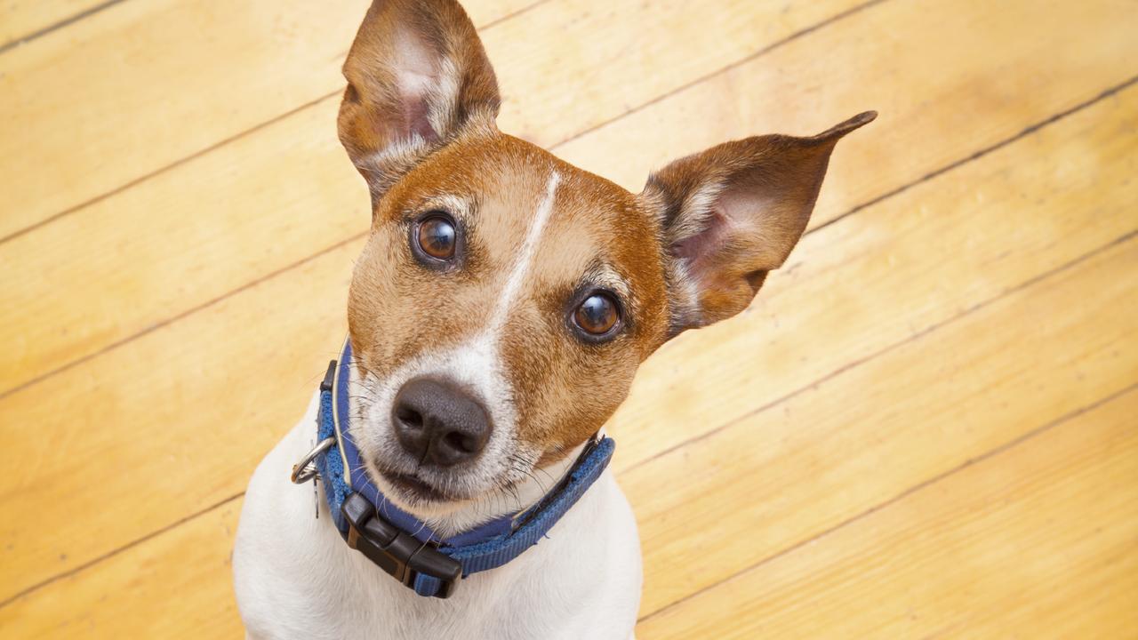 This Jack Russell is ready for a walk. Outdoor time is essential for all furbabies.