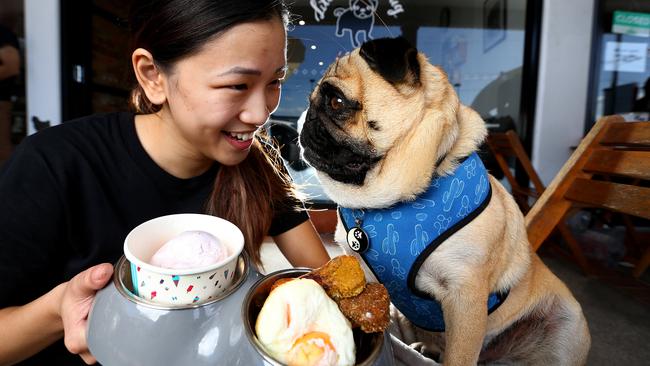 Little Black Pug Cafe - Grand Opening at Mt Gravatt in mid- 2018 saw four-year-old pug "Edgar" get some great service from owner Louise Daly. Picture: Adam Head