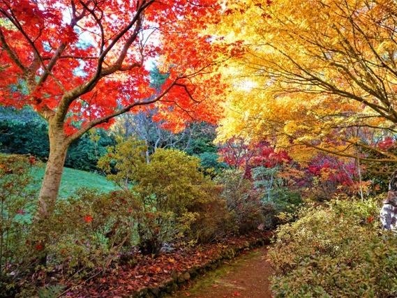 Take in the beautiful colours of the Forest Glade Gardens at Mount Macedon.