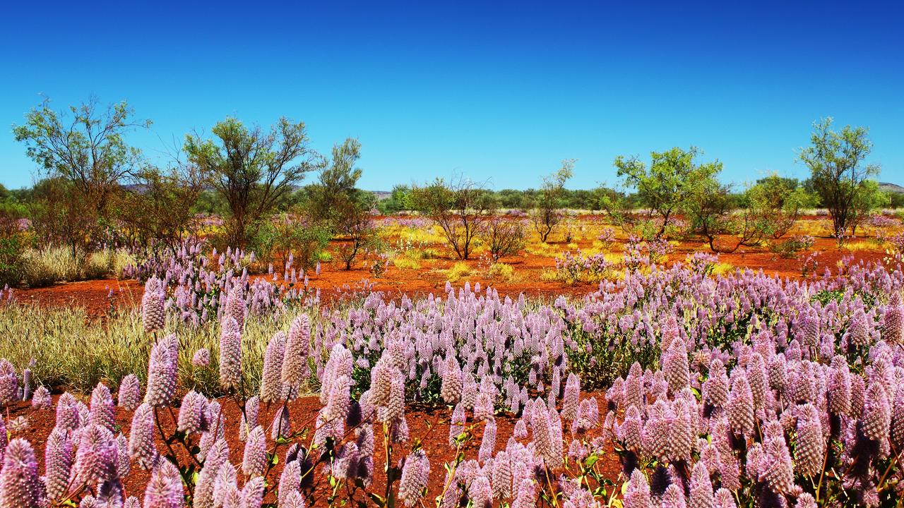 western australian wildflower tours