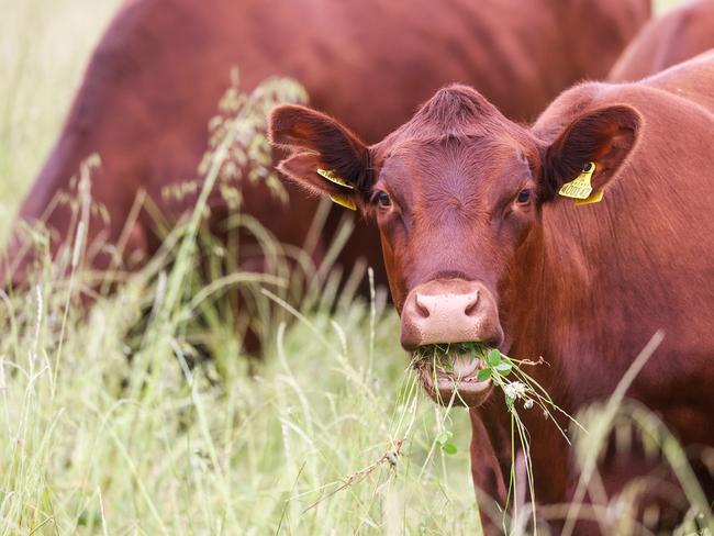 A Red Poll cow grazes on a cattle farm in Fobbing, U.K., on Tuesday, June 22, 2021. The new U.K. and Australia free-trade agreement will reduce levies on agricultural products, a point of controversy that had sparked anger from Britain's farming sector. Photographer: Chris Ratcliffe/Bloomberg via Getty Images