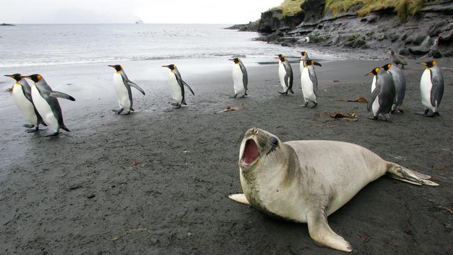 A colony of Emperor penguins and an elephant seal are pictured in 2007 on Possession Island in the Crozet archipelago. The Kerguelen and Crozet archipelagos host half of all Emperor penguins in the world. AFP PHOTO: MARCEL MOCHET