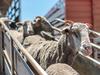 Destinations in for live sheep trade in 2023