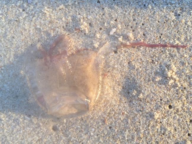 Balmoral Beach swimmer David Sanney photographed a jimble washed ashore in September at Balmoral Beach near the island.