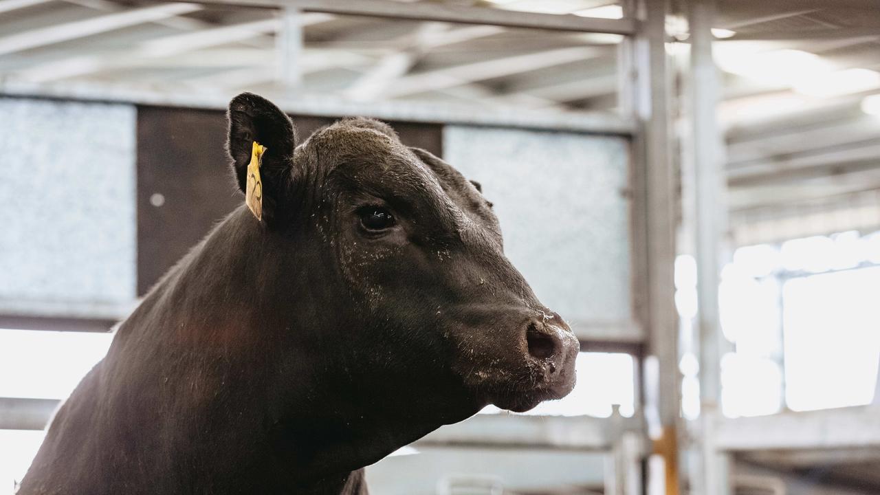 All 31 bulls at the Banquet Bulls spring sale sold. <a href="https://www.weeklytimesnow.com.au/agribusiness/cattle/banquet-spring-bull-sale-2020-recordbreaking-averages-for-stud/news-story/44fac423c4d641955b6beed91611264e" target="_blank">Click here for the full report</a>. Picture: Chloe Smith