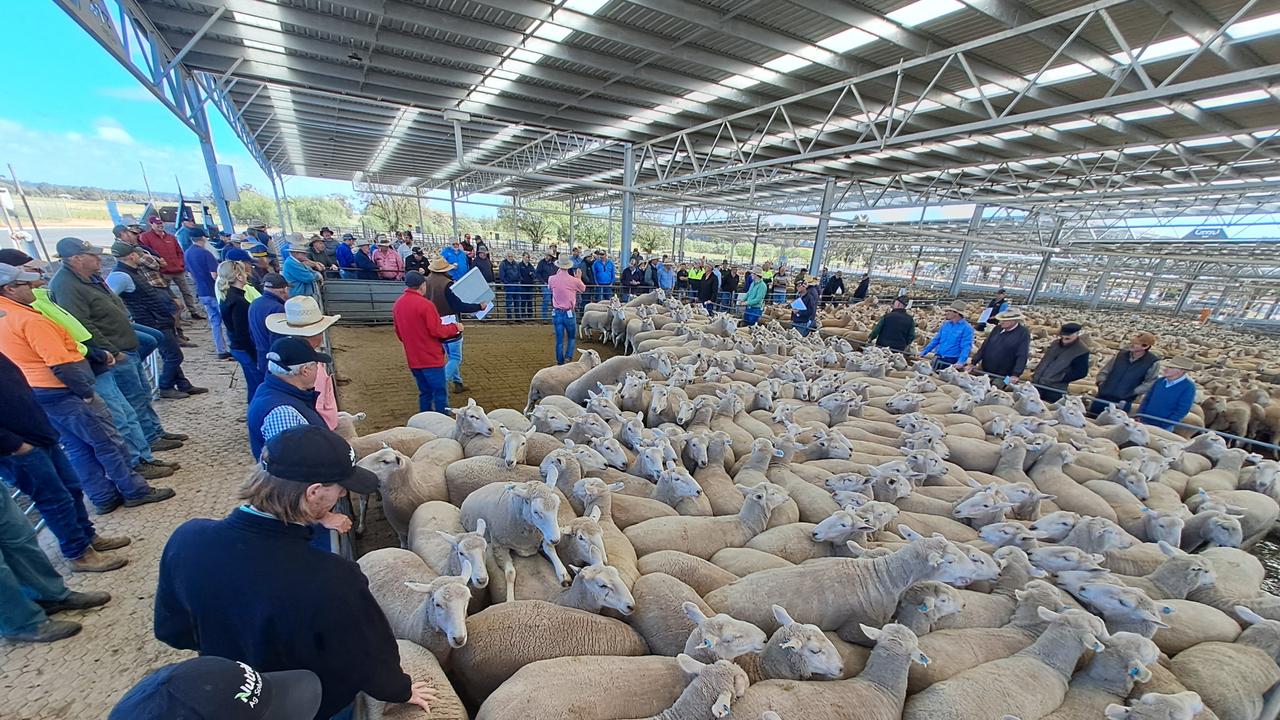 Lamb prices set to surge amid winter supply squeeze