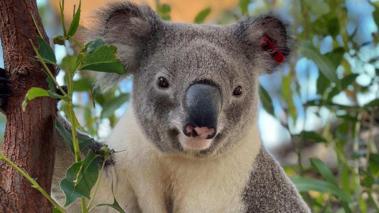 Two-year-old Jagger has been bred with healthy genes as part of the Living Koala Genome Bank pilot project. Picture: University of Queensland