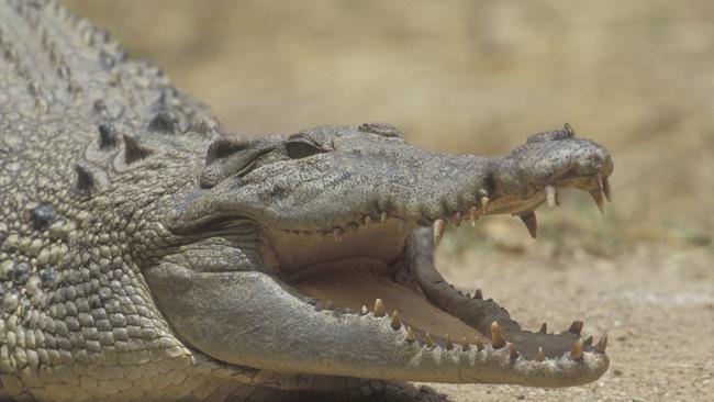 The two-metre-long crocodile was reportedly spotted  in Coolum Creek on Monday morning. (File pic)