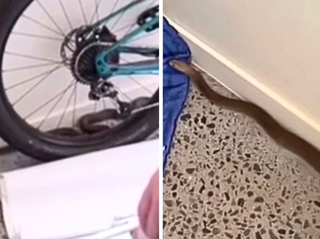 Shocking footage has shown the moment a four-year-old boy found Australia's deadliest snake in his lounge room. Picture: Facebook.