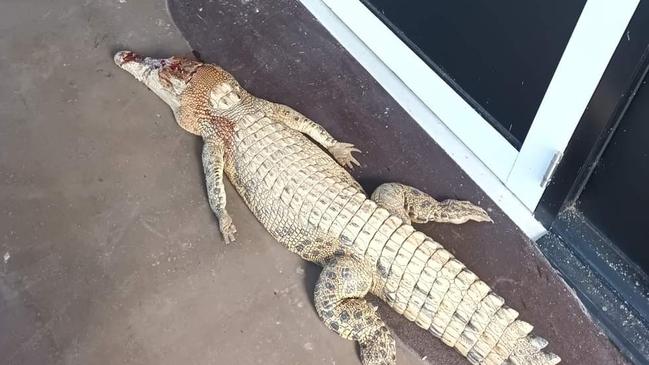 One of the crocodile outside the Innisfail Department of Environment office.