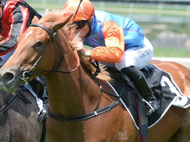 Champ Elect takes out the Calway Gal Stakes at Doomben. Picture: Grant Peters, Trackside Photography