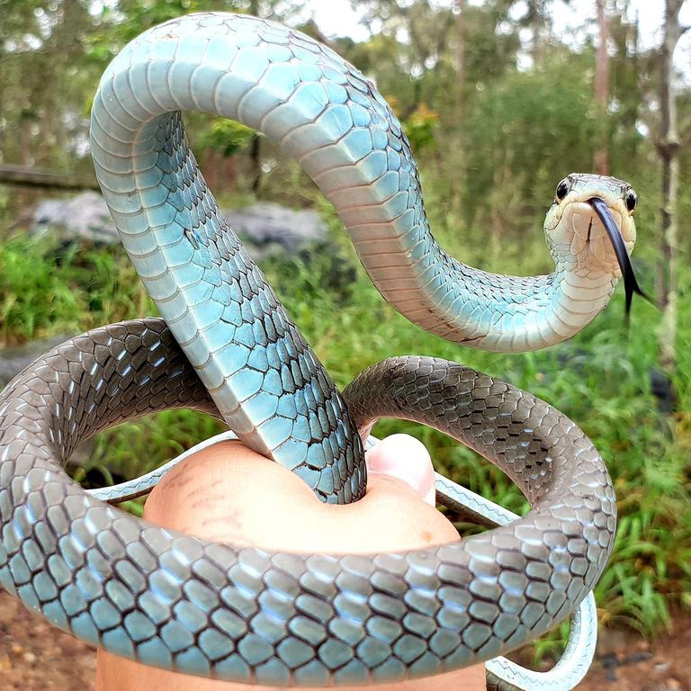 Gold Coast and Brisbane Snake Catcher Tony Harrison's best photos. Photo: Gold Coast and Brisbane Snake Catcher