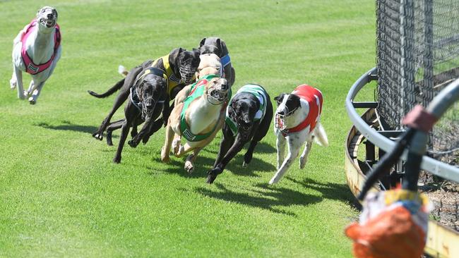 CHASE IS ON: Dogs hit the bend in Uncle Rustys Photos race at Bundaberg Greyhound track.