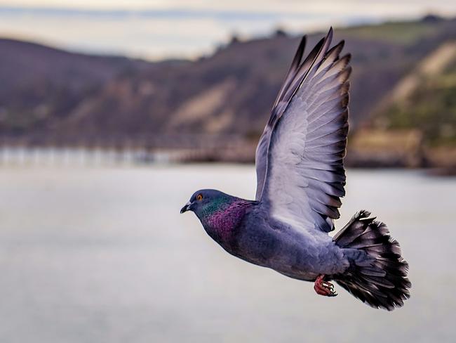 A pigeon was released by authorities after it was detained for being a suspected Chinese spy. Picture: Unsplash