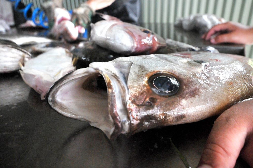 Coffs Harbour Easter Fishing Classic Auction.