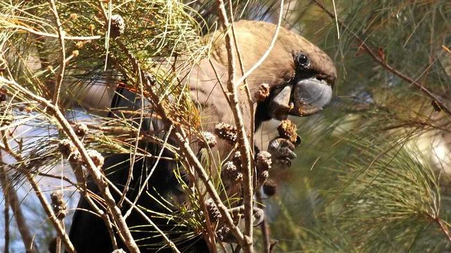 MIDDAY MEAL: A glossy black cockatoo snacking in a she-oak tree. Picture: Diane Guthrie