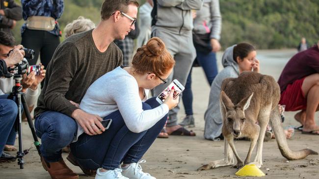 The wallabies and kangaroos at Cape Hillsborough are popular among tourists. Picture: File.