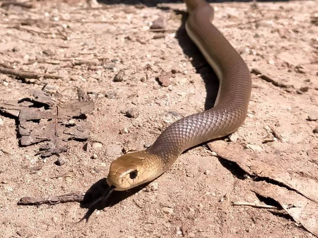 Eastern brown snake captured by Eurobodalla Snake Catcher, Brendan Smith